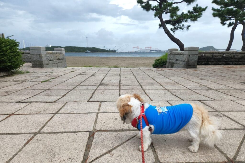 2024/09/22　第3回横浜夏マラソンin海の公園　yamaso　くぅちゃん　海を眺める